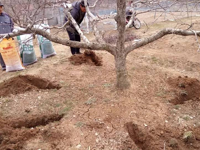 肥料養(yǎng)分含量檢測儀為蘋果挑選合適肥料 肥料養(yǎng)分含量檢測儀為蘋果挑選合適肥料