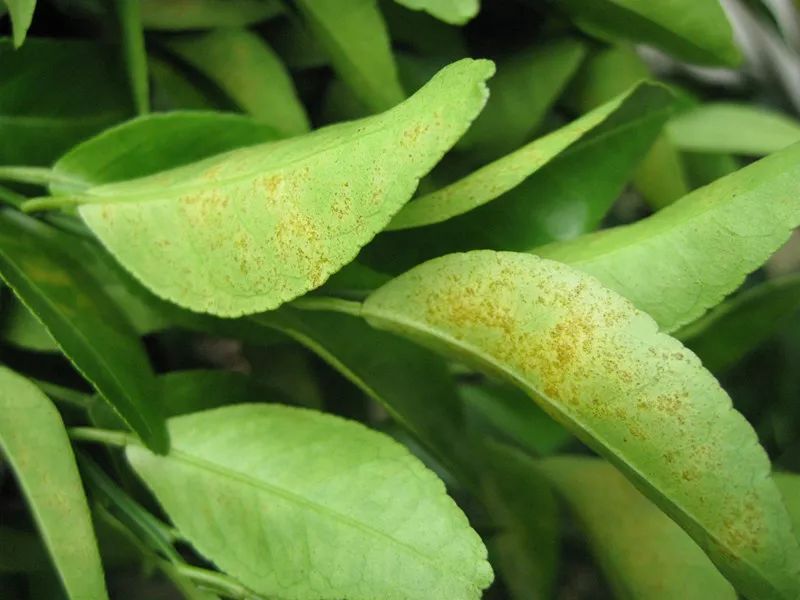 葉面積指數儀可準確測量葉片的葉面積