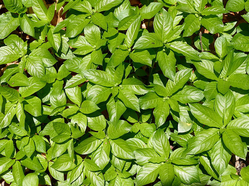 葉面積指數(shù)測(cè)定儀可無(wú)損傷測(cè)量葉片的葉面積