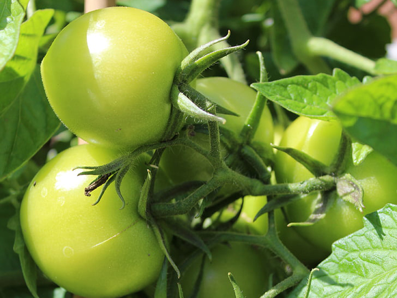 農藥殘留檢測儀結果準確嗎？