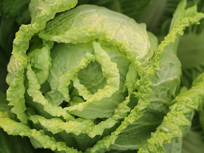 怎樣可以檢測小白菜中農藥殘留是否超標