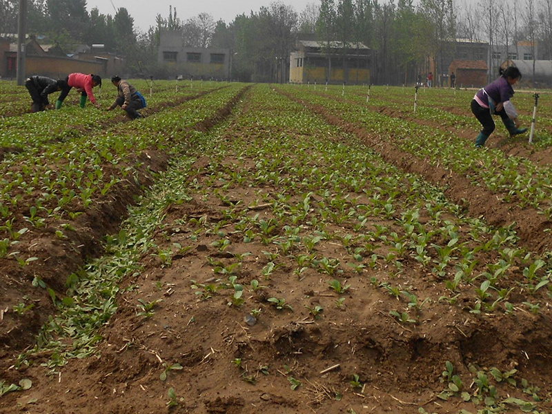測(cè)土配方施肥儀
