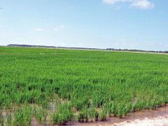 土壤養(yǎng)分快速測試儀助力土壤施肥