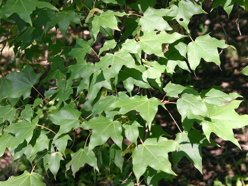 植物葉綠素測定儀,為植物健康做檢查 植物葉綠素測定儀,為植物健康做檢查