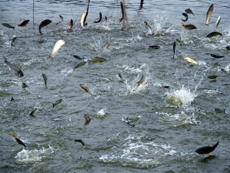 水產養(yǎng)殖水質檢測儀