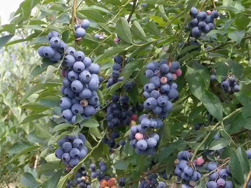 藍(lán)莓表面的白霜是農(nóng)藥殘留嗎？農(nóng)藥殘留檢測(cè)儀來回答