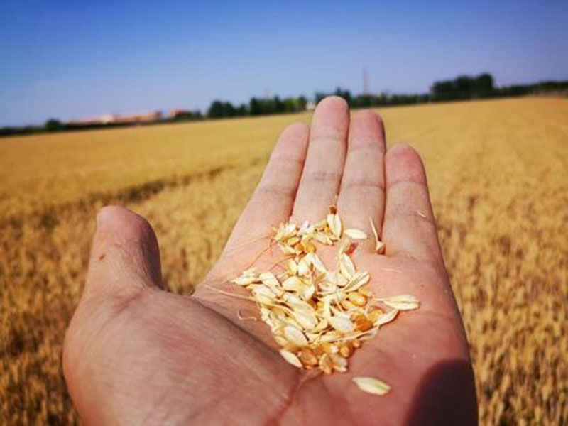 糧食水分測(cè)量?jī)x，為小麥提供合理存儲(chǔ)時(shí)間