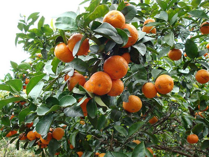 砂糖橘的種植，光照很重要