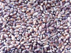 怎樣得知小麥中是否含有重金屬？