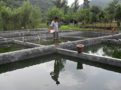 水中硫化氫檢測儀，可以為水產養殖做什么？