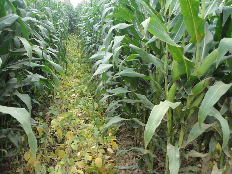 玉米秋收時(shí)節(jié)，黃曲霉毒素檢測(cè)不能少